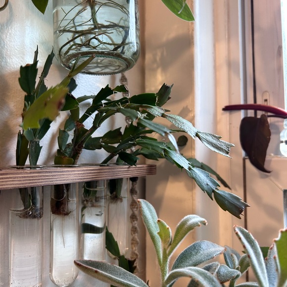 Thanksgiving cactus starter plants - Picture 3 of 3